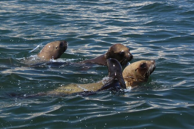 Boat Tour of the Ballestas Islands in Paracas - Booking Recommendations