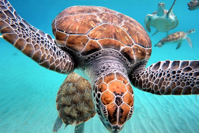 Curacao: Swimming With Sea Turtles and Grote Knip Beach Tour - Encountering Sea Turtles