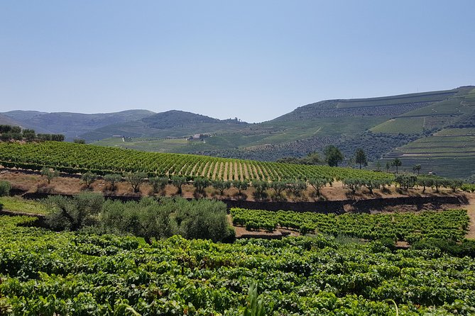 Douro Valley Wine Tour: 3 Vineyard Visits, Wine Tastings, Lunch - Pickup and Meeting Details