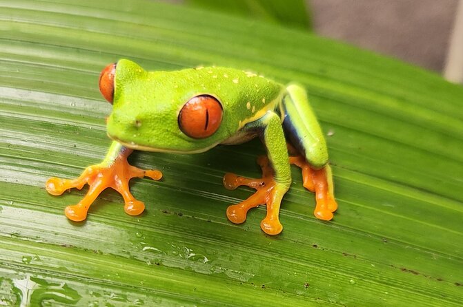 Full Day Poas Volcano, La Paz Waterfall Gardens and Coffee Plantation Experience - Coffee Plantation Tour