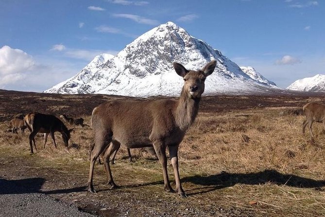 Glasgow: Loch Ness, Glencoe, and the Highlands Day Tour - Exploring Loch Lomond and Rannoch Moor