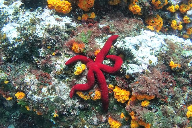 Kayak & Snorkel Tour in Cerro Gordo Natural Park, La Herradura - Snorkeling in the Secluded Coves and Beaches