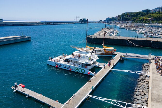 Madeira Dolphin and Whale Watching on a Ecological Catamaran - Explore the Stunning Madeira Coastline