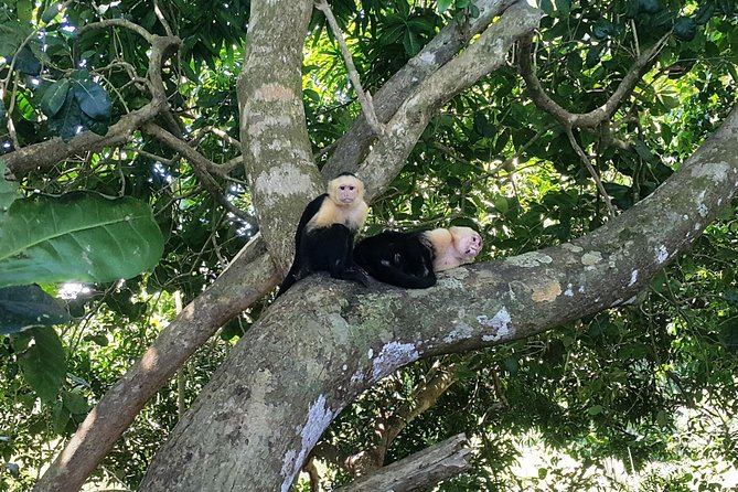 Manuel Antonio National Park Sightseeing and Wildlife Day Tour From San Jose - Itinerary and Highlights