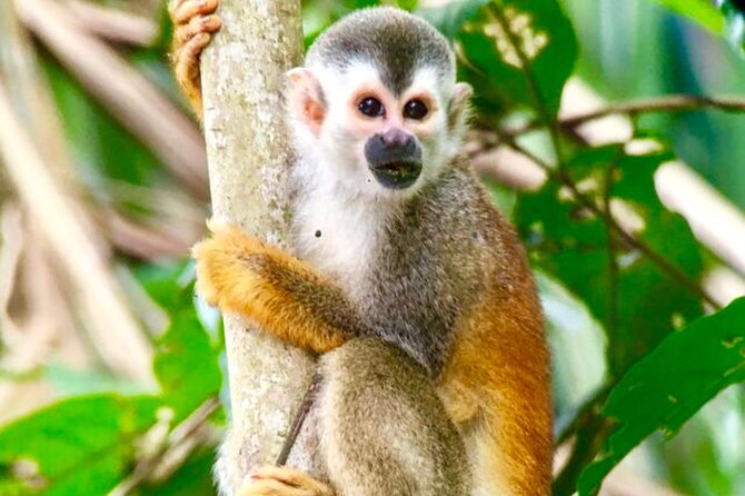 Manuel Antonio National Park Wildlife Tour - Overview and Highlights