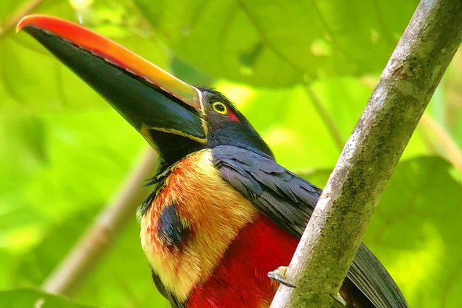 Manuel Antonio Park Tour and Its Amazing Wildlife and Beaches - Included and Excluded Services