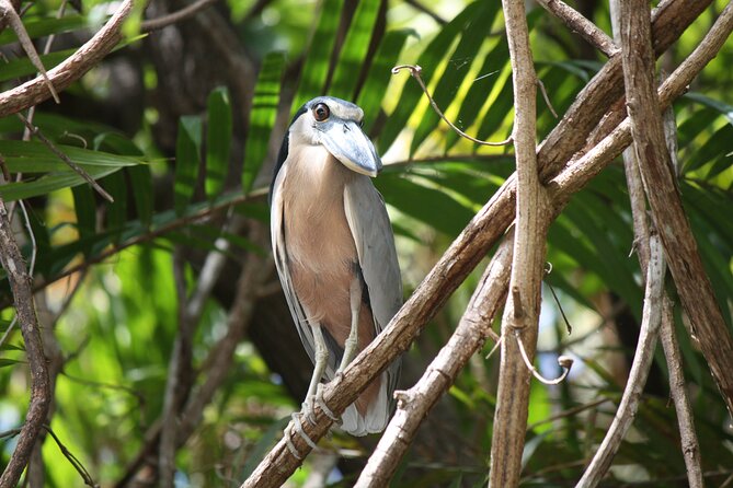 Palo Verde Boat Tours, Ortega - Wildlife Sightings on the Tempisque River