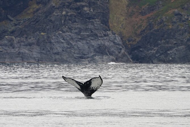 Silent Whale Watching - Unique Features and Advantages