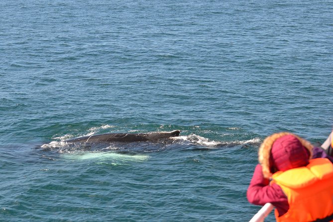 The Original Classic Whale Watching From Reykjavik - Unfavorable Conditions and Alternatives