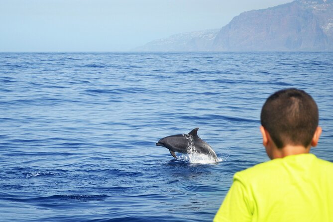 VipDolphins Luxury Whale Watching - Whale and Dolphin Spotting