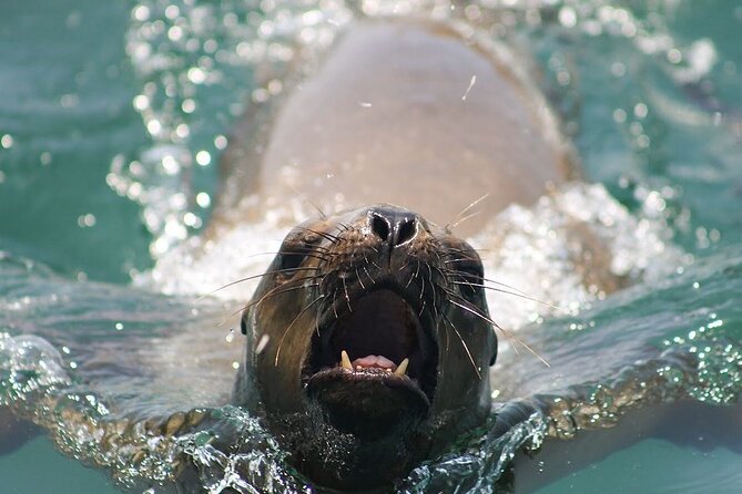 Visit the Sea Lions in Palomino Islands, in Lima Peru - Exploring Callao Bay and Surrounding Islands