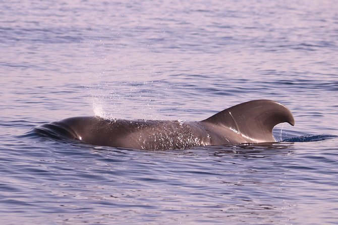 Whale and Dolphin Watching in Calheta, Madeira Island - Whale and Dolphin Sightings