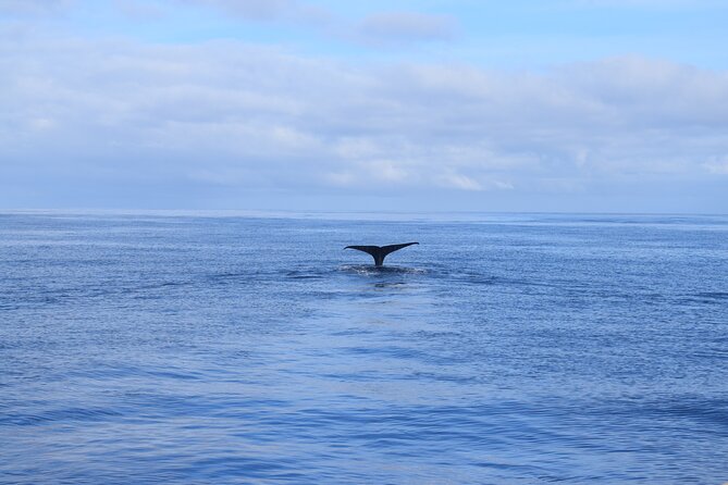 Whale and Dolphin Watching Tour in Madeira - Customizable Tour Experience