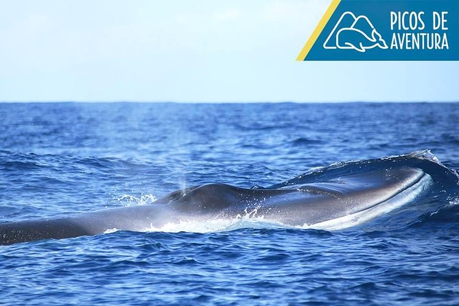 Whale Watching Tour – Ponta Delgada, Azores - Booking Flexibility