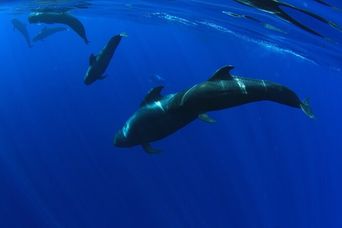 Whales Listening Eco-Catamaran Tour With Food Tasting - Meeting Point and Pickup