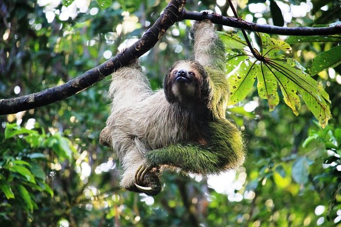 Arenal Volcano Full-Day Combo Tour With Lunch and Dinner - Gourmet Dining Experience