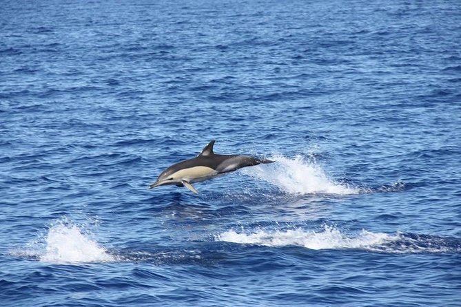 Half-Day Catamaran Trip From Funchal - Considerations for Weather Conditions