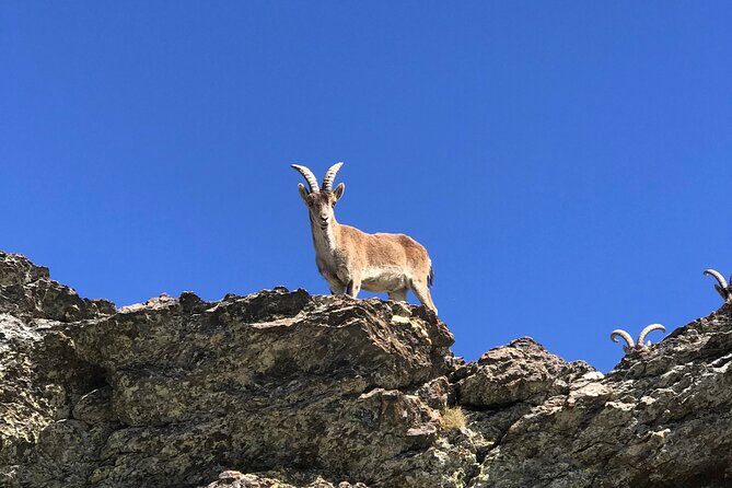 Sierra Nevada Safari 7 Hours Tour From Granada - Transportation and Group Size