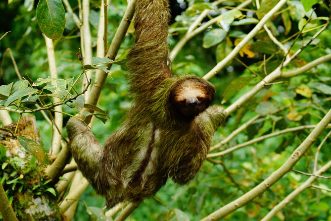 Sloth Watching Tour - What to Expect on the Tour