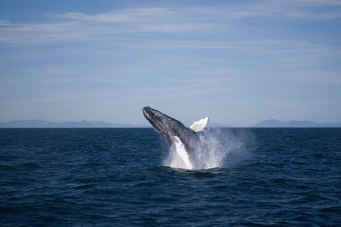 The Original Classic Whale Watching From Reykjavik - Customer Feedback and Experiences