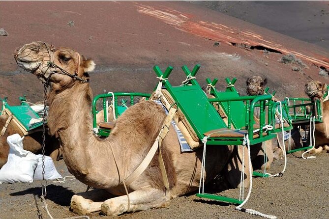 Tour to Timanfaya, Jameos Del Agua, Cueva De Los Verdes, and Viewpoint From the Cliff - Accessibility and Additional Considerations