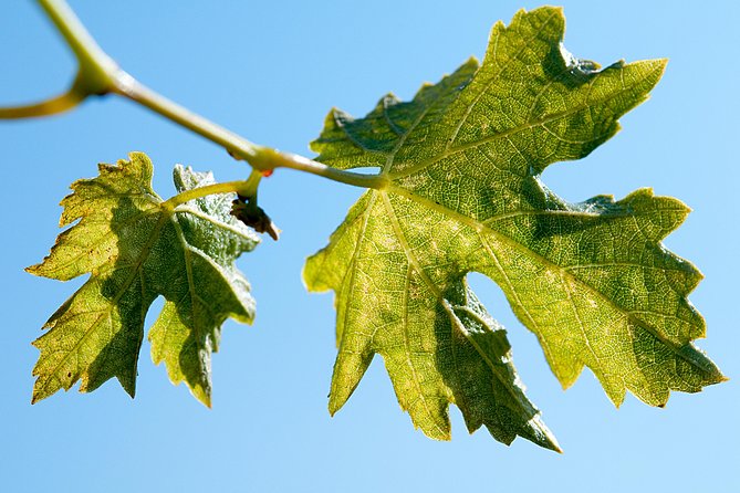 Traditional Wine Tour in Viña Cousiño Macul Official English - The Wine Tasting Experience