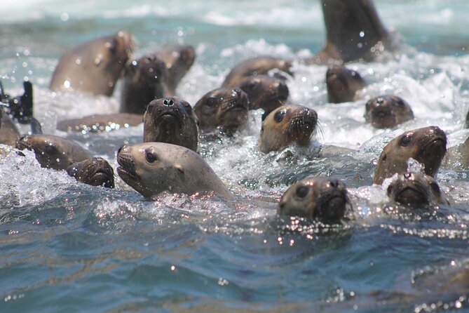 Visit the Sea Lions in Palomino Islands, in Lima Peru - Refreshments and Amenities