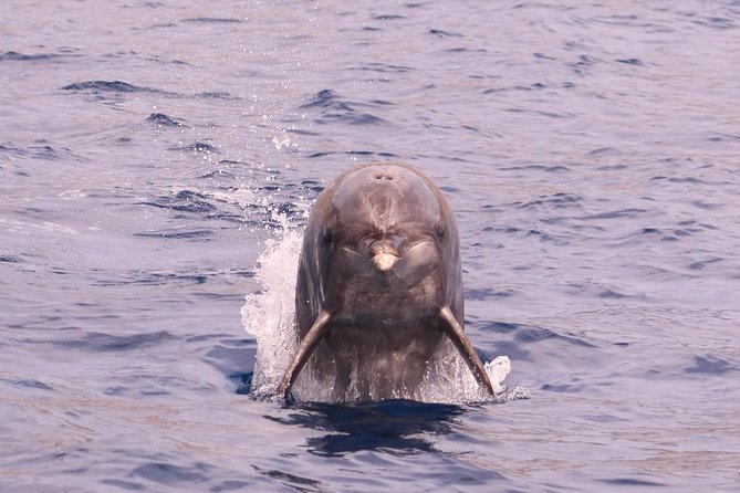 Whale and Dolphin Watching in Calheta, Madeira Island - Why Choose This Excursion