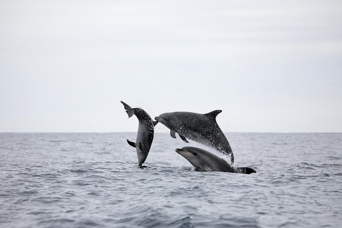 Whale Watching Tour – Ponta Delgada, Azores - Health Precautions