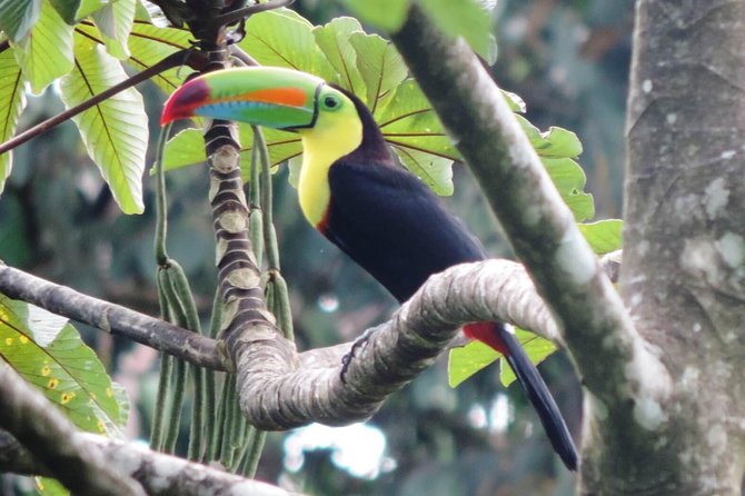 Arenal Volcano Experience Full-Day Tour From San Jose - Accessibility and Considerations