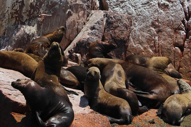 Boat Tour of the Ballestas Islands in Paracas - Flexible Cancellation Policy