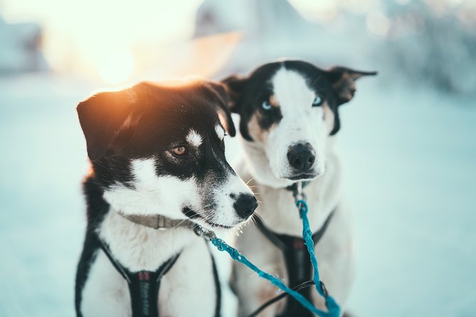 Husky Sledding Self-Drive Adventure in Tromso - Wrapping Up the Exciting Adventure