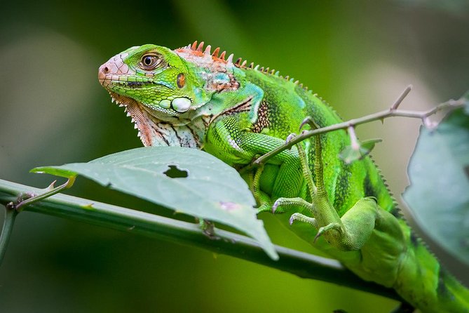 Manuel Antonio Park Nature Guided Tour With a Nature Specialist - Accessibility and Participation