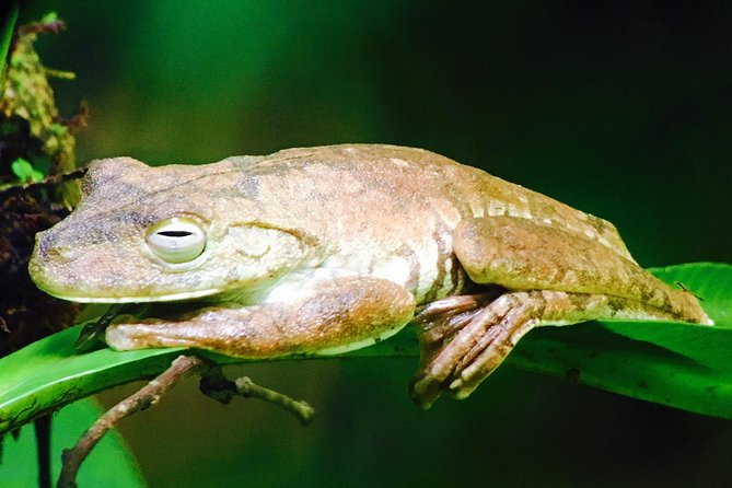 Manuel Antonio Park Tour and Its Amazing Wildlife and Beaches - Using the HD Spotting Scope for Photos