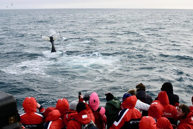 The Original Classic Whale Watching From Reykjavik - Guided Experience and Information