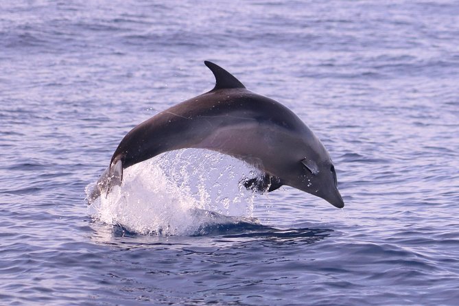 Whale and Dolphin Watching in Calheta, Madeira Island - Traveler Feedback and Ratings