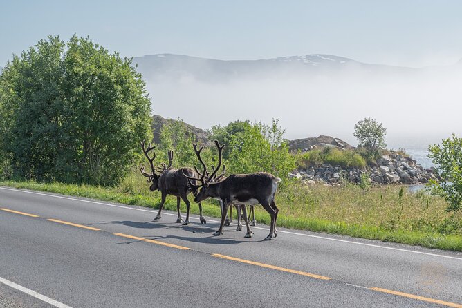 Arctic Roadtrip: Fjords With Scenic Picnic | Sightseeing - Picturesque Picnic Spot