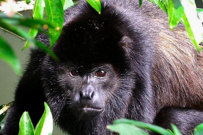 Manuel Antonio Park Nature Guided Tour With a Nature Specialist - Tour Overview