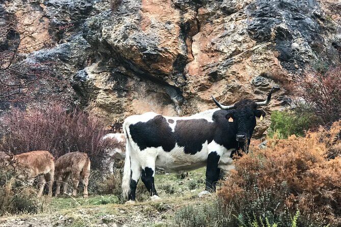 Sierra Nevada Safari 7 Hours Tour From Granada - Traveler Experiences and Feedback