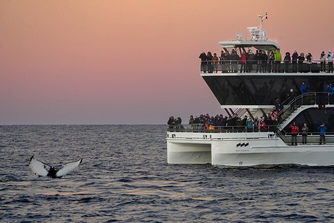 Silent Whale Watching - Maximizing the Whale Watching Experience