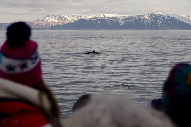 The Original Classic Whale Watching From Reykjavik - Booking Information and Special Offers