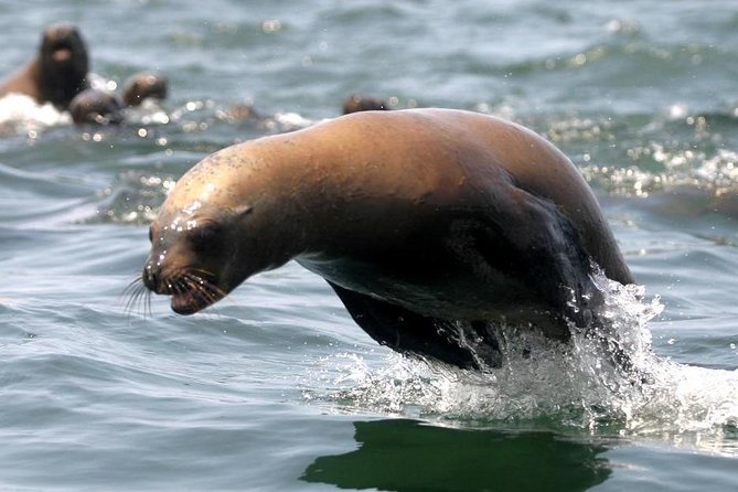 Visit the Sea Lions in Palomino Islands, in Lima Peru - Tips and Recommendations for the Tour