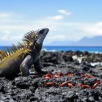 galapagos islands visual showcase