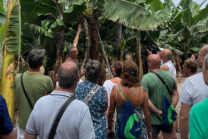 Guided Tour of the Banana World - Key Points