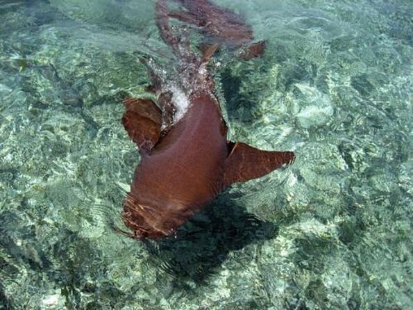 Hol Chan Marine Reserve Snorkel Tour on the 40 Sirena Azul Sailboat - Key Points