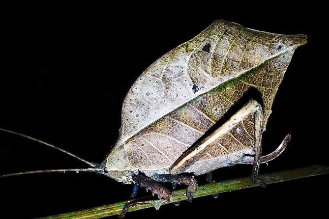 Jungle Night Tour Manuel Antonio - Overview and Experience