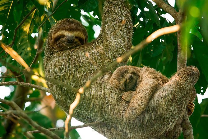 Mangrove Boat Tour Damas Island | Manuel Antonio - Key Points