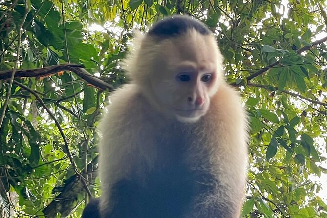 Monkey and Sloth Jungle Habitat Panama Tour - Key Points