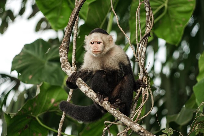 Panama Canal Monkey & Wildlife Boat Safari - Key Points