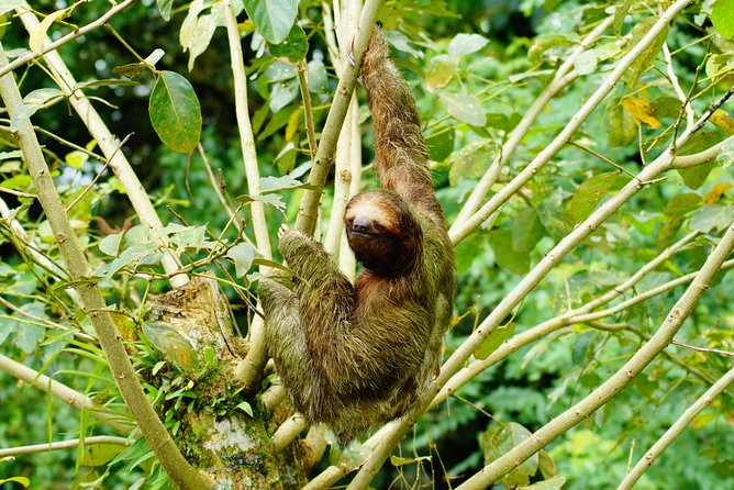 Sloth Watching Tour - Key Points